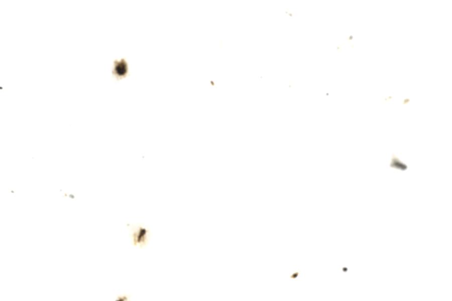 Image 40